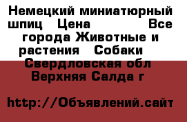 Немецкий миниатюрный шпиц › Цена ­ 60 000 - Все города Животные и растения » Собаки   . Свердловская обл.,Верхняя Салда г.